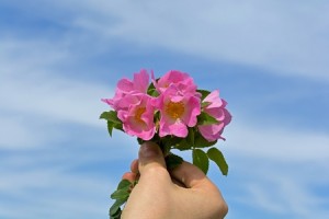 59700710 - hand of a boy giving mother a wild rose bouquet against blue sky